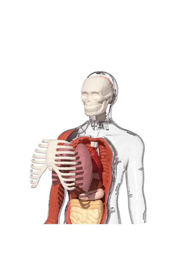 Joc STEM Anatomia umana, TopBright Joc STEM Anatomia umana, TopBright