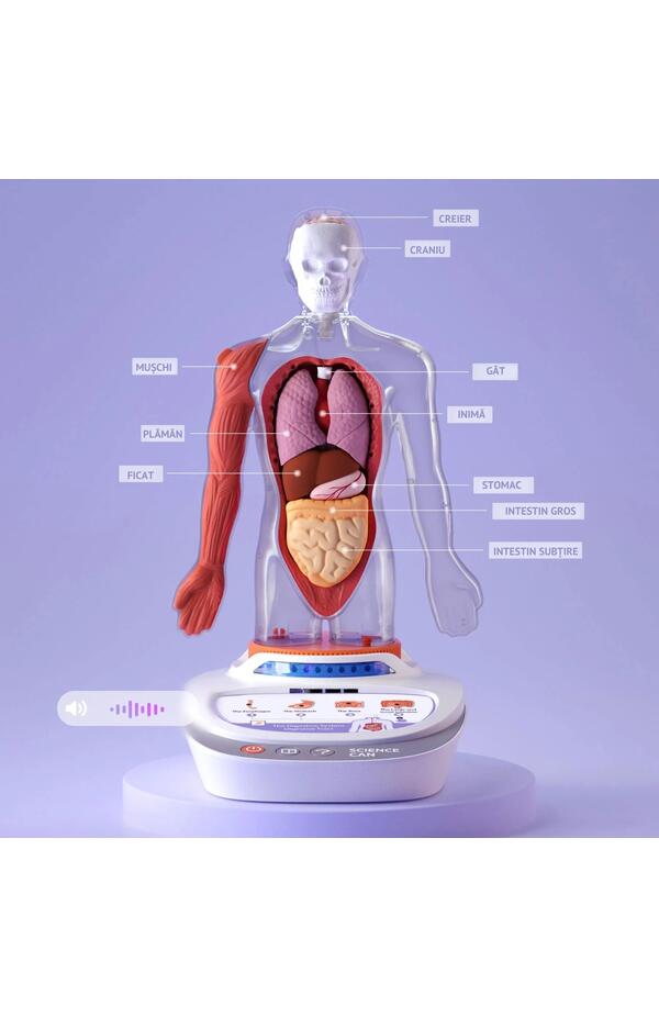 Joc STEM Anatomia umana, TopBright Joc STEM Anatomia umana, TopBright