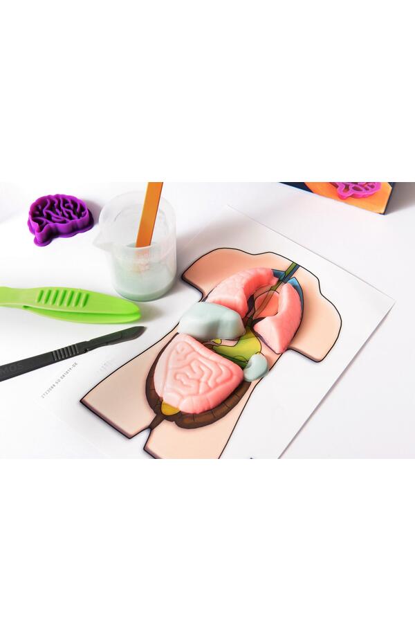 Kit STEM Organele corpului uman, Thames & Kosmos