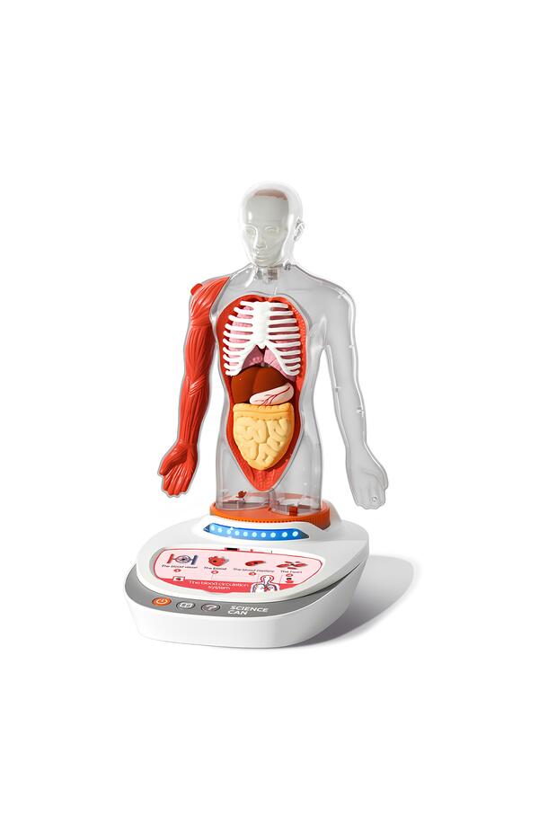Joc STEM Anatomia umana, TopBright