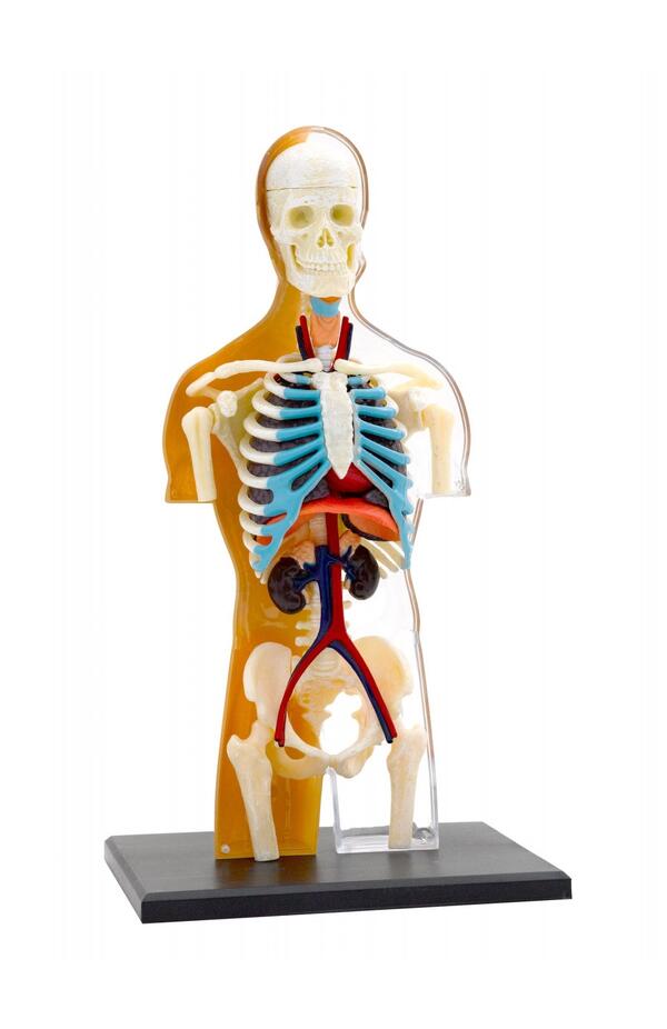 Kit STEM Anatomia corpului uman, Thames & Kosmos