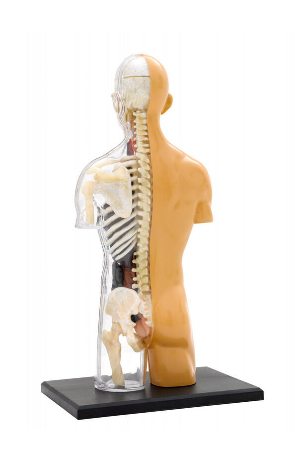 Kit STEM Anatomia corpului uman, Thames & Kosmos