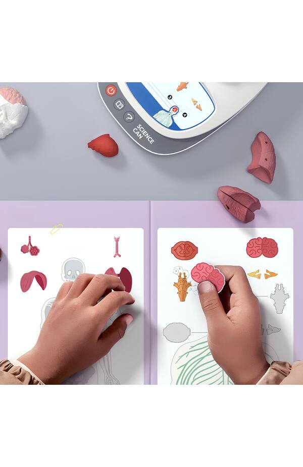 Joc STEM Anatomia umana, TopBright Joc STEM Anatomia umana, TopBright