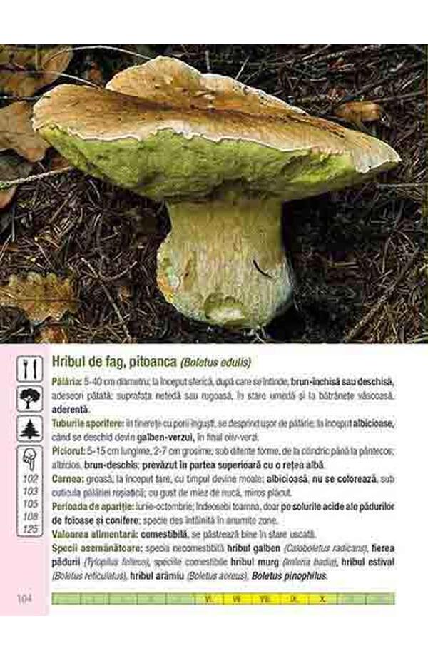 Ghidul culegatorului de ciuperci