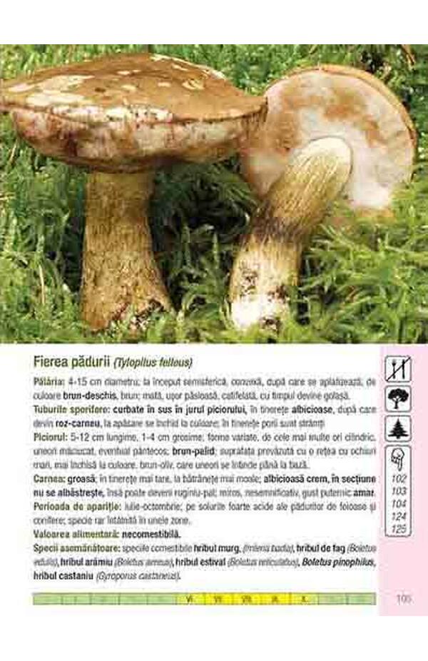Ghidul culegatorului de ciuperci