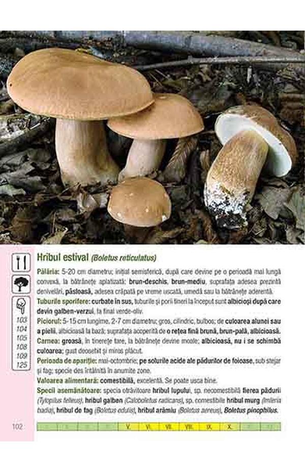 Ghidul culegatorului de ciuperci