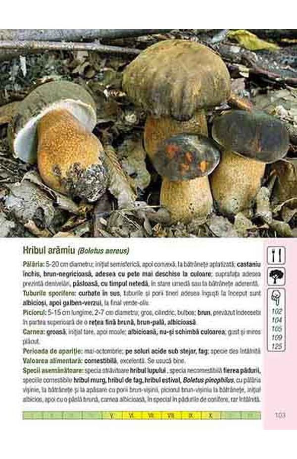 Ghidul culegatorului de ciuperci